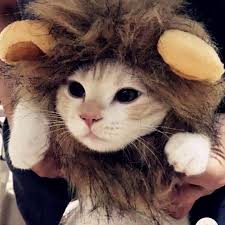 Tuylu Hayvan Sapka Kostum Aslan Yelesi Peruk Kulaklari Parti Mar Ile Kedi Halloween Dress Up Icin Online Alisveris Sitesi Joom Da Ucuza Alisveris Yapin