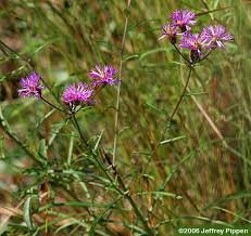 Image result for Vernonia natalensis