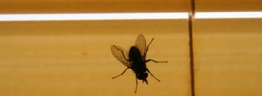 What Do Flies Eat And Drink Ehrlich Pest Control