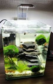 Nano Cube 10l Nano Aquarium Schone Fische Betta Aquarium