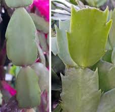 When most people hear the word cactus, they think of a stubby plant placing the cuttings on a tray with pebbles over water also helps to keep them humid enough until they root. Holiday Cactus Wisconsin Horticulture