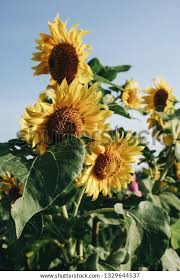 Bunga matahari adalah jenis bunga asli dari amerika utara dan memiliki sekitar 70 spesies tanaman. Paling Populer 15 Bunga Matahari Yogyakarta Koleksi Bunga Hd