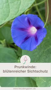 Prunkwinde Tipps Zu Aussaat Pflege Standort Und Schneiden Wachsenden Pflanzen Pflanzen Schnell Wachsende Pflanzen