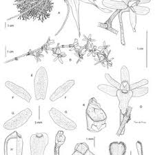 Image result for Kylicanthe rohrii