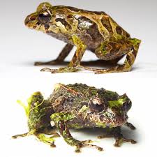 Image result for Pristimantis mutabilis