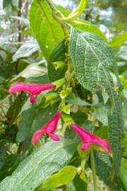 Image result for Salvia nilotica