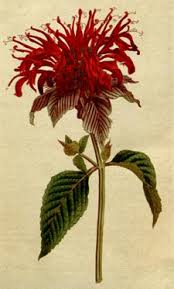 Image result for Monadenium herbaceum
