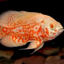 Cukup tinggi harganya karena memang. Ikan Hias Air Tawar Oscar Batik Tiger Albino Xxl Aquarium Aquascape Perawatan Ikan Hiasan Aquarium Perawatan Hewan Tokopedia Com Inkuiri Com
