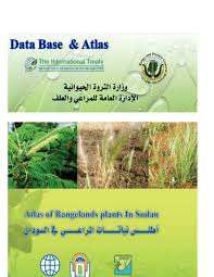 Image result for Hyparrhenia anthistirioides