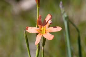 Image result for Moraea verdickii