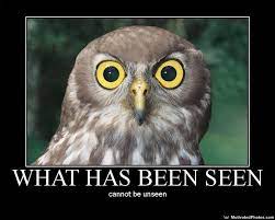 What Has Been Seen Cannot Be Unseen Birds Of Australia Owl Beautiful Birds