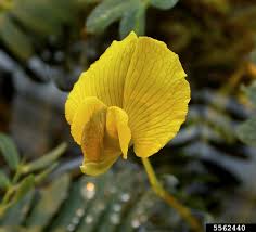 Image result for Aeschynomene