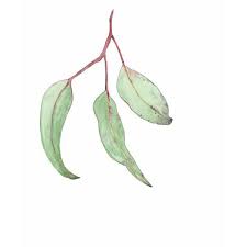 Gum Leaf Watercolour Gum Leaves Print Eucalyptus Leaves Australian 55 Liked On Polyvore Featu Botanical Art Prints Botanical Art Australia Art Print
