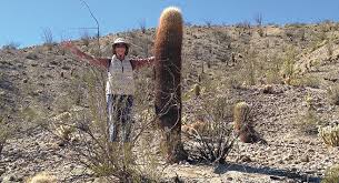 Grafted cactus gymnocalycium & hylocereus. Enjoy Various Cacti Flowers And Animal Tracks On The Bisnaga Wash San Diego Reader