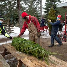 There are 12 arizona cypress christmas tree farms in usa! Christmas Trees An Elusive Bit Of Happiness For Canadians The New York Times