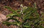 Image result for Cryptosepalum maraviense
