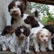 193 likes · 2 talking about this. Lagotto Romagnolo Italienische Wasserhunde Truffelhunde Lagotto Romagnolo Avant Garde Art Vdh Zucht