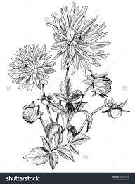 Asters Aster Flower Tattoos Aster Tattoo Larkspur Tattoo