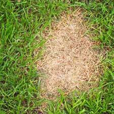How To Deal With Common Lawn Problems Lawn Problems Shade Tolerant Grass Bermuda Grass