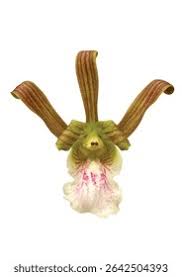 Image result for Eulophia sp. nov.