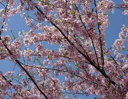 We did not find results for: Let S Explore Where To Find Cherry Blossoms In Chicago Second City Mom