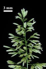 Image result for Eragrostis ciliaris