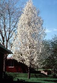 A cleveland pear is rounder (spherical) and a bradford pear is a bit taller and more cylindrical. Ornamental Pear Tree Growth Rate Rona Mantar