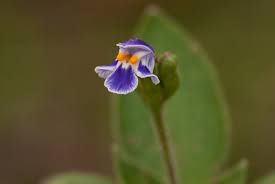 Image result for Craterostigma hirsutum