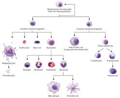 hematopoiesis diagram blood cell development