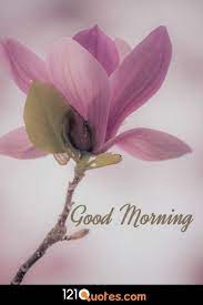 There are lot of ways to wish a good morning like sending good morning text messages, sending good morning images for whatsapp and sending e greetings, and sending good morning pics is the most popular way to wish a good morning, many peoples search on the google for the term good morning wishes with flowers. 200 Beautiful Good Morning Images Latest Update