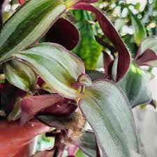Grouped together, they are a beautiful sight! How To Grow And Care For A Tradescantia Year Round Wandering Jew Purple Heart Plant And Other Varieties Not Just Dust