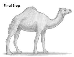 With such useful help in the desert region, camel is the most humble and lovable animal. How To Draw A Camel