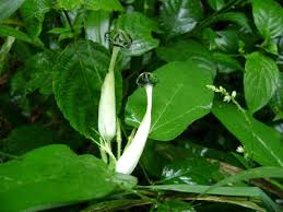 Image result for Ceropegia racemosa