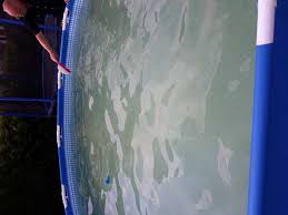 Durch die enthaltene ascorbinsäure wird das wasser schnell wieder klar. Wes Kann Man Dagegen Machen Wasser Grun Pool