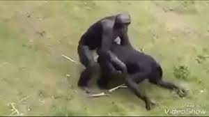 Video de mulher transando com.macaco