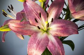 There are literally dozens of common houseplants that are harmful to cats. Are Lilies Really Dangerous For Cats Vet Help Direct