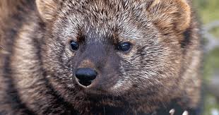 Image result for Peddiea fischeri