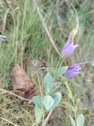 Image result for eustoma maurine
