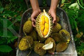 Pada bayi yang baru lahir, penyakit kuning normal terjadi dan bukan sesuatu yang harus dikhawatirkan. Jarang Diketahui Inilah 4 Manfaat Buah Durian Bagi Kesehatan