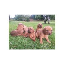 Image result for štýrský brakýř