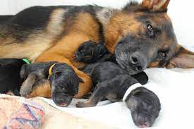 How To Take Care Of Newborn German Shepherd Puppies Allshepherd