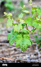 Image result for Colomerus vitis