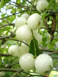 Trabalhamos com mudas de jambo, mudas de excelente qualidade de vários tamanhos mudas de 40 cm a 3 m de altura. Jambu Aire O Manzana De Cera Es Nativo De Malasia Indonesia Y Las Filipinas Pero Ahora Cultivan En Muchos Pai Jardim De Frutas Arvore De Frutas Frutas Frescas