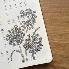 Language Log Close Up Look For Allium Flowers To Be Honest I Struggled And Almost Wanted To Give Up Drawing Th Allium Flowers Flower Drawing Language Log