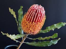 They add a very interesting texture that is unique and magical. 43 Types Of Protea Flowers Meaning And Pictures Florgeous