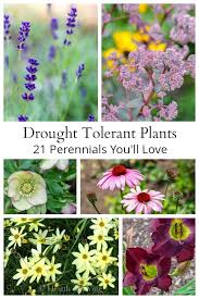 They can withstand not being watered frequently and they thrive. Drought Tolerant Plants 21 Perennials You Ll Love Drought Tolerant Perennials Drought Tolerant Plants Perennials Drought Resistant Plants
