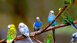 pin by ﾚ o 乇 ﾚ o 乇 on kus budgies bird pet birds budgies