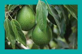 Image result for Dark Avocado 1983 Fedders