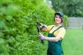 Privets are one of the most common shrubs used to create hedges and belong water your privet hedge deeply to soak the soil to the depth of and around the roots. Privet Hedge What You Need To Know The Dirt Doctors