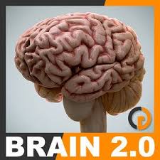 Nervous System 3d Models For Download Turbosquid In 2020 Brain Nervous System Nervous System Human Brain Anatomy